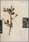 Foto von Salix ernestii C. K. Schneid.